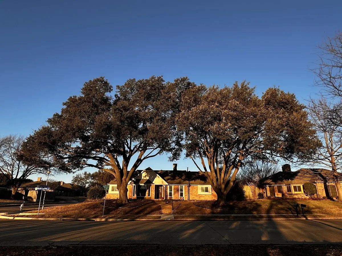 Established residential canopy tree shading a home in Walsenburg